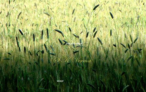  Phalaris minor in Wheat crop